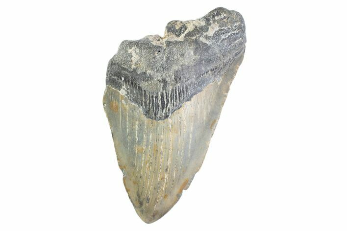 Partial, Fossil Megalodon Tooth - North Carolina #373176